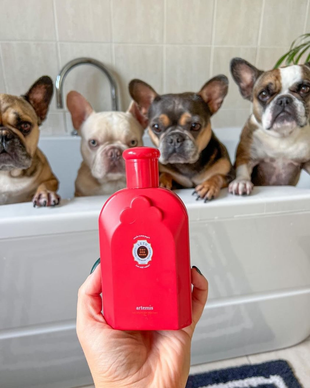 Leto 3-in-1 Dog Wash