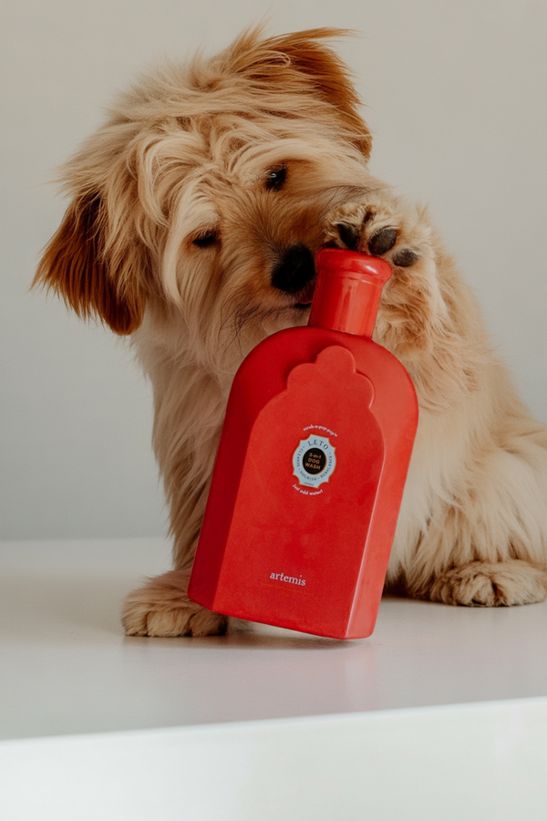 3-in-1 Powder-to-Lather Dog Wash